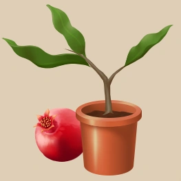 Pomegranate Tree Seedling item icon